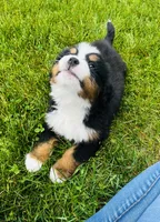 Montgomery, a male Bernese Mountain Dog for sale in Goshen, IN – 10 of 10