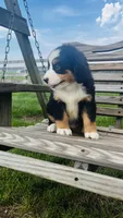 Heidi, a male Bernese Mountain Dog for sale in Goshen, IN – 7 of 10