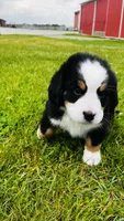 Roman, a male Bernese Mountain Dog for sale in Goshen, IN – 3 of 8