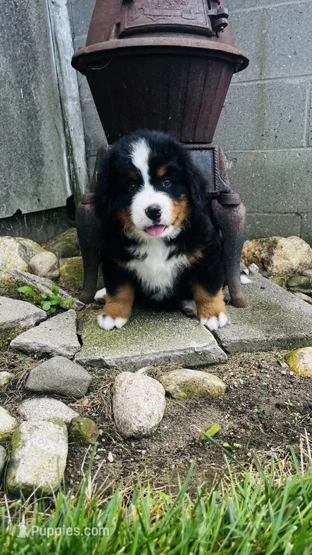 Baron – Bernese Mountain Dog puppy for sale in Goshen, IN