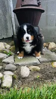 Baron, a male Bernese Mountain Dog for sale in Goshen, IN – 1 of 10