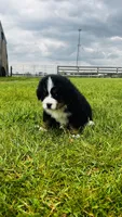 Sullivan, a male Bernese Mountain Dog for sale in Goshen, IN – 7 of 10