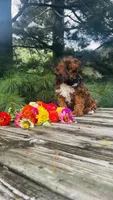 Max, a male Cavalier King Charles Spaniel and Poodle - Miniature  for sale in Goshen, IN – 10 of 10