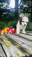 Milo, a male Cavalier King Charles Spaniel and Poodle - Miniature  for sale in Goshen, IN – 6 of 10
