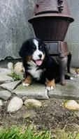 Baron, a male Bernese Mountain Dog for sale in Goshen, IN – 6 of 10