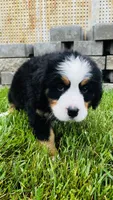 Remington, a male Bernese Mountain Dog for sale in Goshen, IN – 5 of 10