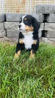 Zermatt, a male Bernese Mountain Dog for sale in Goshen, IN – 2 of 10