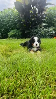 Summit, a male Bernese Mountain Dog for sale in Goshen, IN – 10 of 10