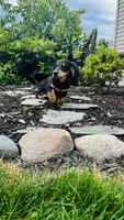 Zeke, a male Miniature Dachshund for sale in Goshen, IN – 5 of 10