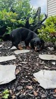 Zander, a male Miniature Dachshund for sale in Goshen, IN – 8 of 10