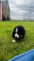 Sullivan, a male Bernese Mountain Dog for sale in Goshen, IN – 8 of 10