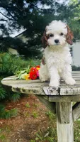 Milo, a male Cavalier King Charles Spaniel and Poodle - Miniature  for sale in Goshen, IN – 7 of 10