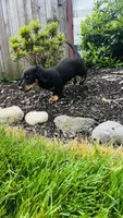 Zeke, a male Miniature Dachshund for sale in Goshen, IN – 4 of 10