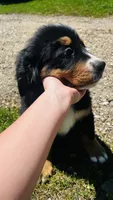 Charles, a male Bernese Mountain Dog for sale in Goshen, IN – 9 of 10