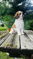 Maverick, a male Cavalier King Charles Spaniel and Poodle - Miniature  for sale in Goshen, IN – 3 of 10