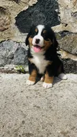 Svea, a male Bernese Mountain Dog for sale in Goshen, IN – 2 of 10