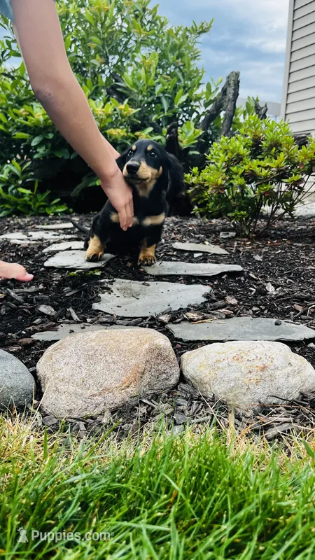 Jasher – Miniature Dachshund puppy for sale in Goshen, IN