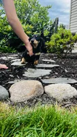 Jasher, a male Miniature Dachshund for sale in Goshen, IN – 1 of 7