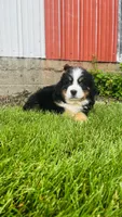 Berne, a male Bernese Mountain Dog for sale in Goshen, IN – 1 of 9