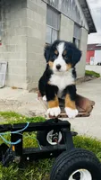 Harrison, a male Bernese Mountain Dog for sale in Goshen, IN – 7 of 10