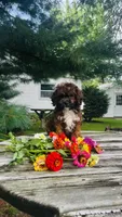 Max, a male Cavalier King Charles Spaniel and Poodle - Miniature  for sale in Goshen, IN – 2 of 10