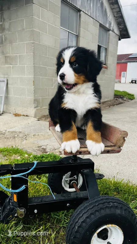 Harrison – Bernese Mountain Dog puppy for sale in Goshen, IN