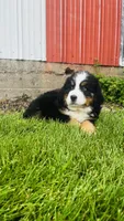 Berne, a male Bernese Mountain Dog for sale in Goshen, IN – 5 of 9