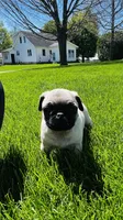 Curly, a male Pug for sale in Goshen, IN – Photo 5 of 10