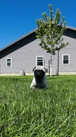 Curly, a male Pug for sale in Goshen, IN – Photo 3 of 10