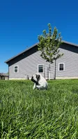 Curly, a male Pug for sale in Goshen, IN – Photo 4 of 10