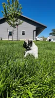 Curly, a male Pug for sale in Goshen, IN – Photo 9 of 10