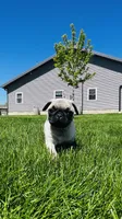Curly, a male Pug for sale in Goshen, IN – Photo 6 of 10