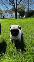 Curly, a male Pug for sale in Goshen, IN – Photo 8 of 10