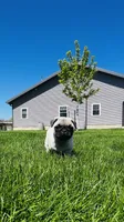 Curly, a male Pug for sale in Goshen, IN – Photo 7 of 10