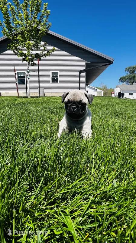 Curly – Pug puppy for sale in Goshen, IN