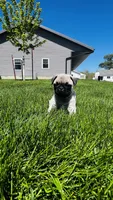 Curly, a male Pug for sale in Goshen, IN – Photo 1 of 10
