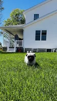 Curly, a male Pug for sale in Goshen, IN – Photo 2 of 10