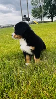 Everett, a male Bernese Mountain Dog for sale in Goshen, IN – 5 of 10