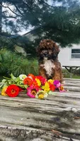 Max, a male Cavalier King Charles Spaniel and Poodle - Miniature  for sale in Goshen, IN – 8 of 10