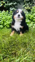 Rami, a male Bernese Mountain Dog for sale in Goshen, IN – 4 of 9