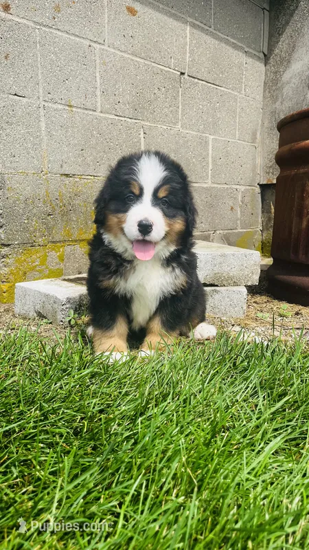 Alp – Bernese Mountain Dog puppy for sale in Goshen, IN