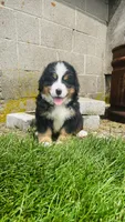 Alp, a male Bernese Mountain Dog for sale in Goshen, IN – 1 of 10