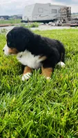 Harrison, a male Bernese Mountain Dog for sale in Goshen, IN – 9 of 10