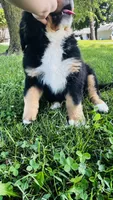 Charles, a male Bernese Mountain Dog for sale in Goshen, IN – 10 of 10