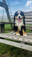 Heidi, a male Bernese Mountain Dog for sale in Goshen, IN – 3 of 10