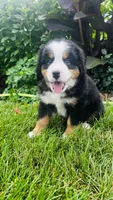 Summit, a male Bernese Mountain Dog for sale in Goshen, IN – 3 of 10