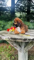Maddie, a female Cavalier King Charles Spaniel and Poodle - Miniature  for sale in Goshen, IN – 2 of 10