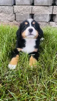 Zermatt, a male Bernese Mountain Dog for sale in Goshen, IN – 9 of 10