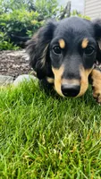 Zeke, a male Miniature Dachshund for sale in Goshen, IN – 6 of 10