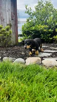 Jasher, a male Miniature Dachshund for sale in Goshen, IN – 6 of 7